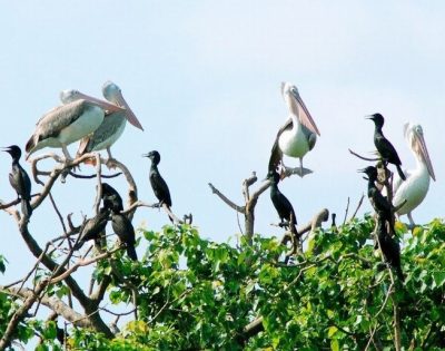 bang-lang-stork- sanctuary-daily-travel-3
