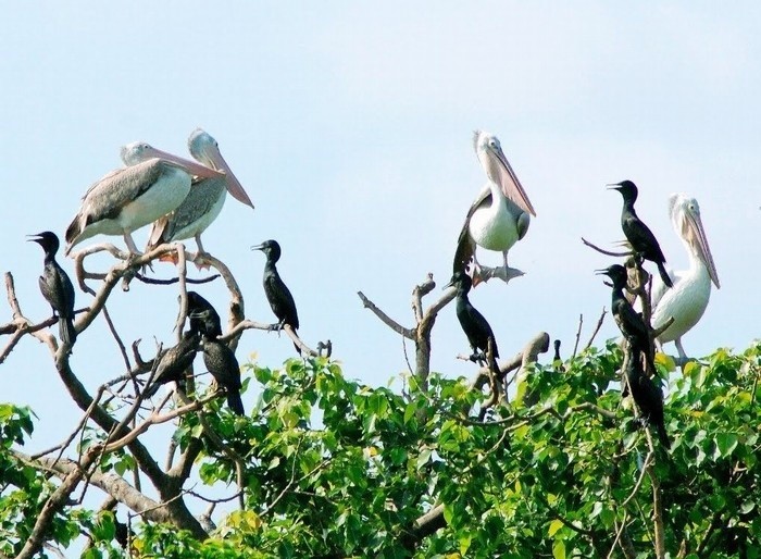 bang-lang-stork- sanctuary-daily-travel-3