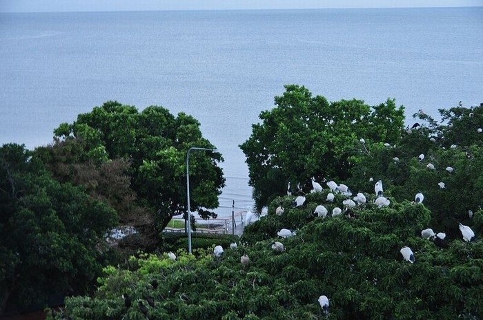 bang-lang-stork- sanctuary-daily-travel-4