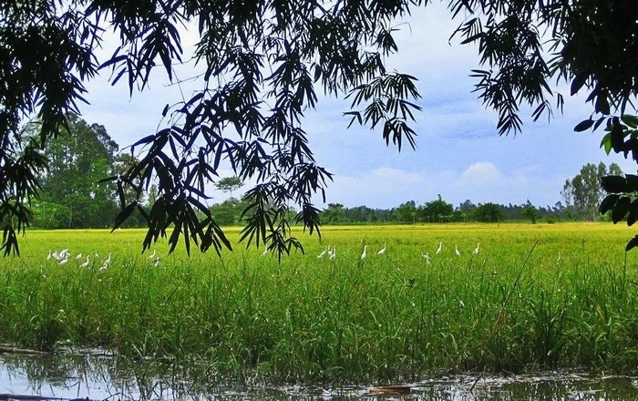 bang-lang-stork- sanctuary-daily-travel-5