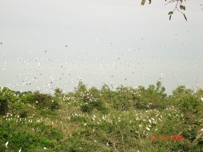 bang-lang-stork- sanctuary-daily-travel-6