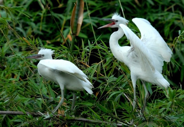 bang-lang-stork- sanctuary-daily-travel-7