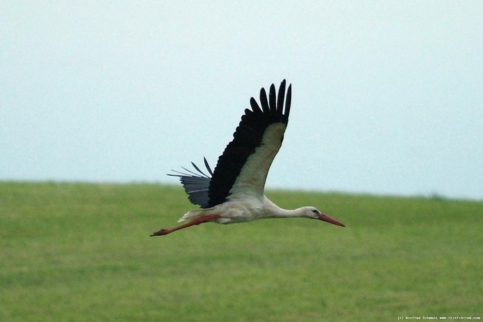 bang-lang-stork- sanctuary-daily-travel-8