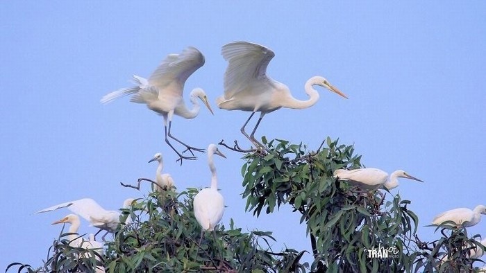 bang-lang-stork- sanctuary-daily-travel-9