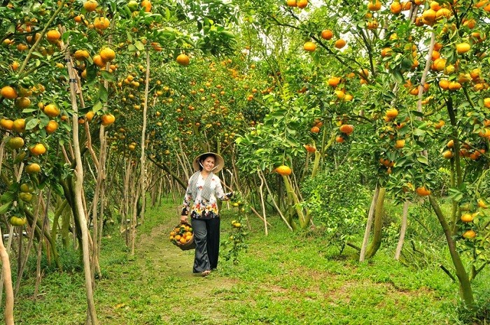 quyt-lai-vung-dong-thap-dailytravel-2