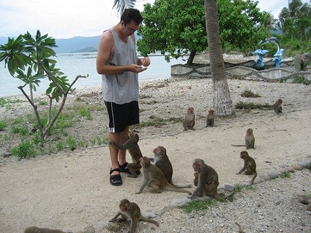 monkeys eat