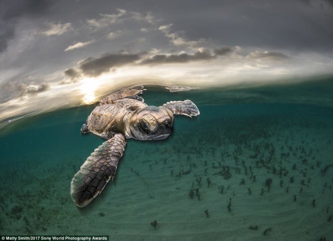 A baby turtle swimming freely in Lissenung island, Papua New Guinea.