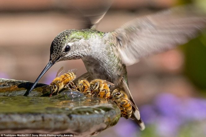 A hummingbird drinking water in a sunny day of 2016 in California.