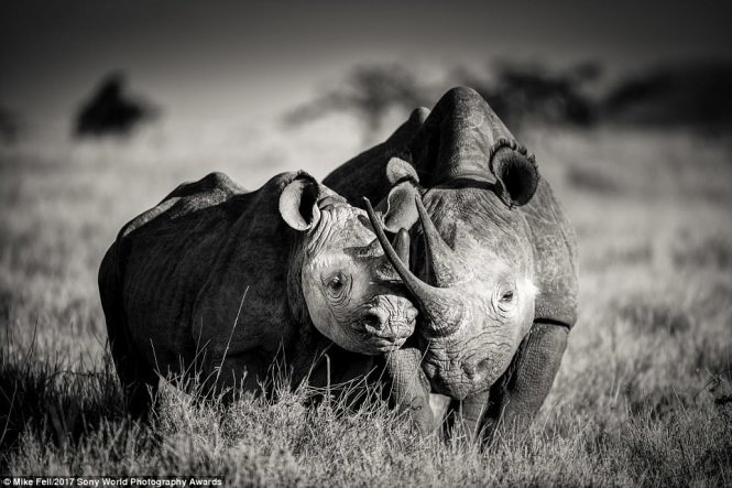 A rhino couple at a wildlife sanctuary in Kenia.