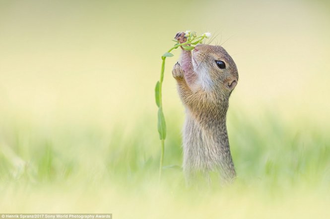A squirrel picking a flower on the way finding his breakfast in an Austria field.