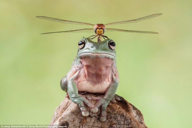 One of the best photos showing the precious moment when a dragonfly perched right on the head of the unfazed frog and they sat together in a garden pond, taken by female photographer Lessy Sebastian.
