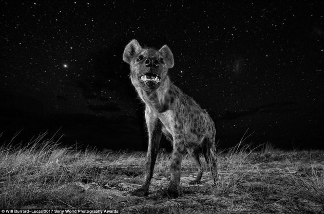Photo of a hyena in the west of Zambia taken by a remote camera control.