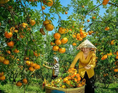 Lai Vung Dong Thap tangerine garden