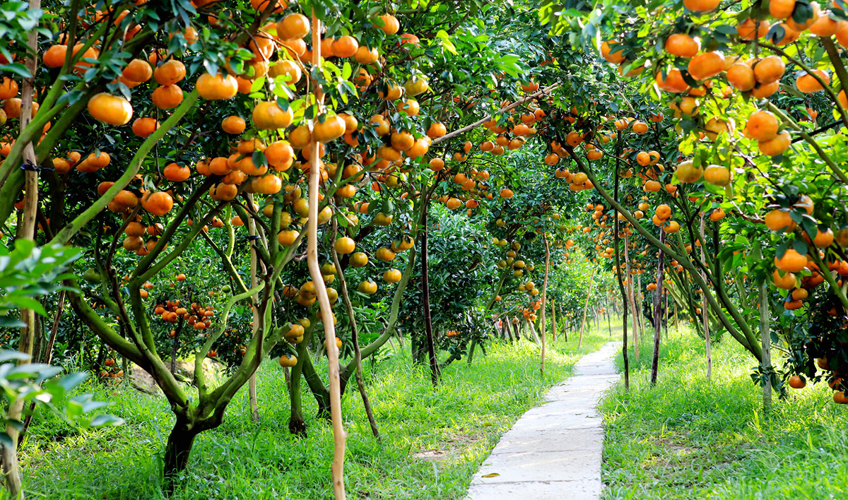 Lai Vung Dong Thap tangerine garden