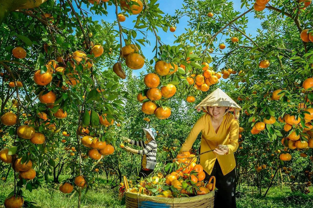 Lai Vung Dong Thap tangerine garden