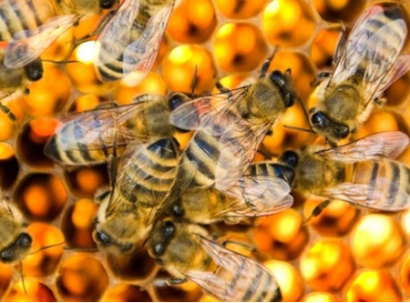 Trại nuôi ong mật