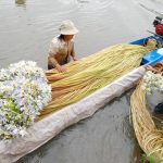 Tour Mekong 1 ngày