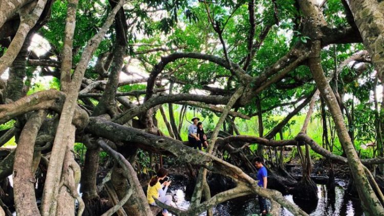 Tour vườn quốc gia Cát Tiên 1 ngày