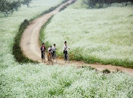 Du lịch Mộc Châu 2 ngày 1 đêm giá rẻ