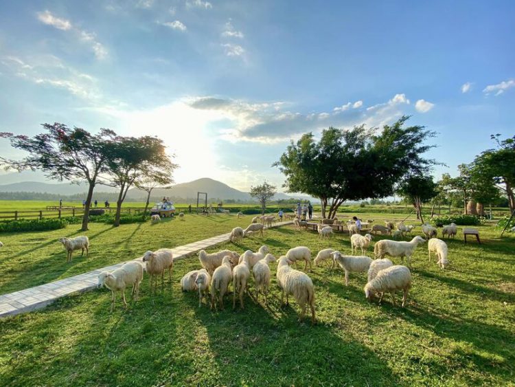 Tour du lịch Nha Trang – Ninh Thuận 4 ngày 3 đêm