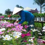 Tham quan làng hoa Sa Đéc – vườn quýt hồng Lai Vung – tràm chim Tam Nông 2 ngày