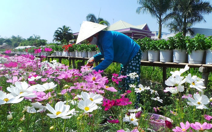 Tham quan làng hoa Sa Đéc – vườn quýt hồng Lai Vung – tràm chim Tam Nông 2 ngày