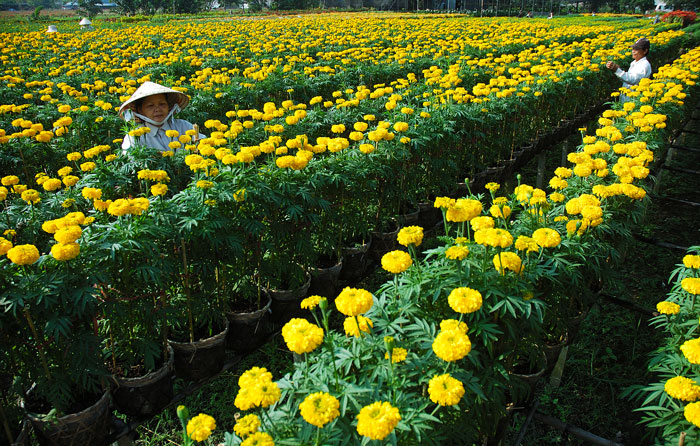 Du lịch tham quan Sa Đéc khu di tích Xẻo Quýt 1 ngày