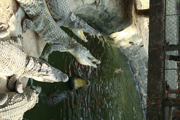 Cá sấu Bình Châu