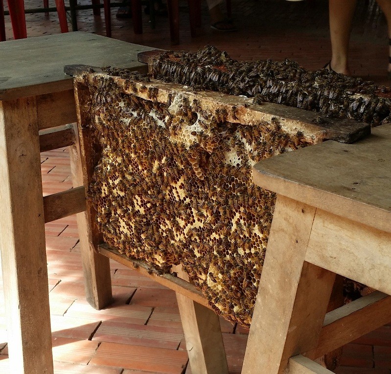 trại nuôi ong