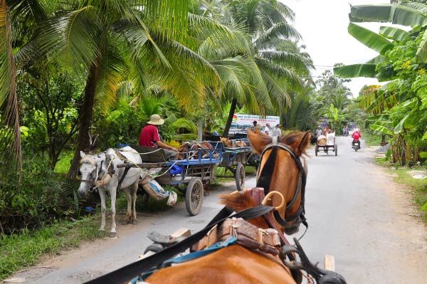 Đi ngựa tham quan chùa Vĩnh Tràng