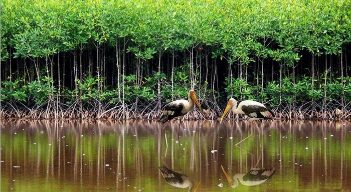 Hệ sinh thái rừng U Minh