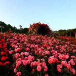Bạn đã checkin tại vườn hồng đẹp nhất Sapa chưa?