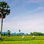 Tour Miền Tây 2 ngày 1 đêm tham quan Cần Thơ – Châu Đốc – Đồng Tháp