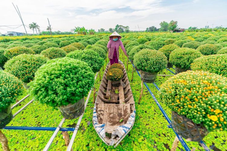 Tour làng hoa Sa Đéc – Vườn Quýt Hồng Lai Vung Đồng Tháp